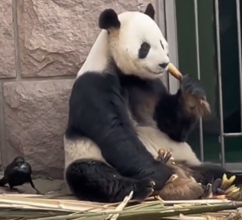 大熊猫被小鸟薅毛毫无反应淡定干饭
