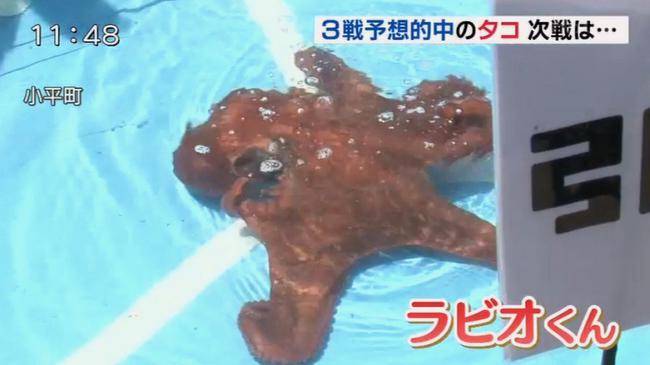 日本章鱼哥被煮 太悲惨