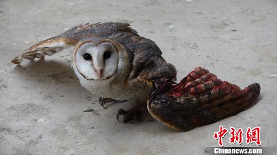 救助折翼猴面鹰 “怪鸟”受伤
