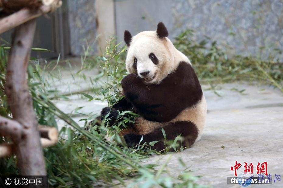 探访秦岭野生动物园生病熊猫 目前身体正在恢复中