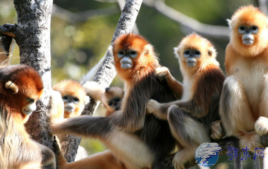 猴年旅游去哪里看猴 推荐国内生态猴区