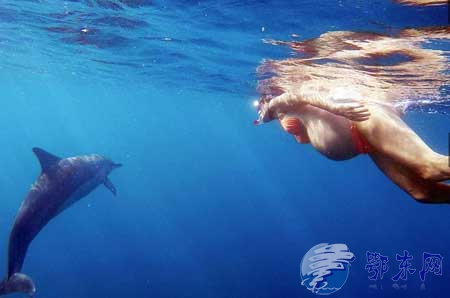 夏威夷女子将在大海中生产 海豚当“接生婆”