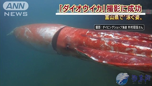日本现4米巨型乌贼 引网友围观