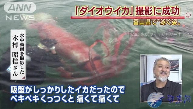 日本现4米巨型乌贼 引网友围观