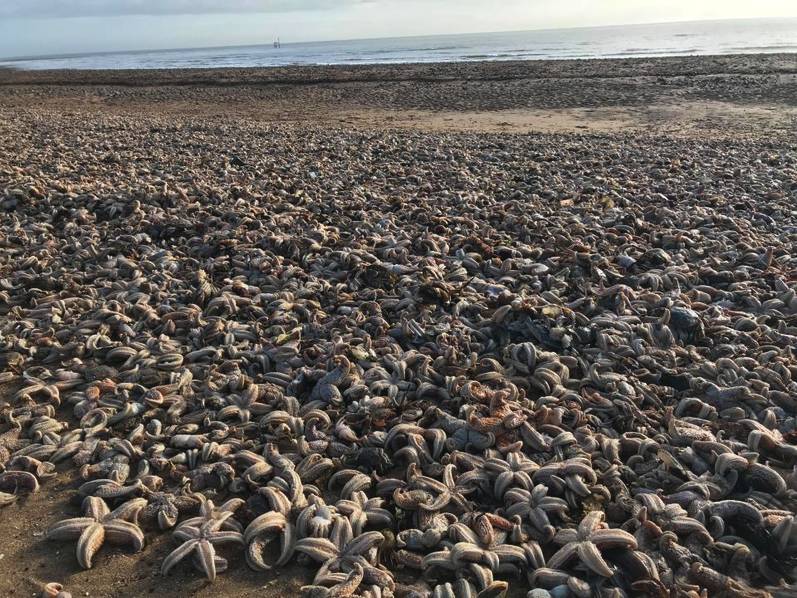 英国海滩现死海星 数以万计令人震惊