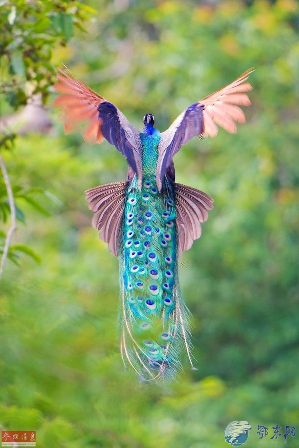 孔雀飞翔绝美画面 羽毛颜色绚丽多姿
