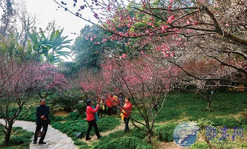 梅花进入盛花期 黄石城区哪些地方梅花开得最艳？