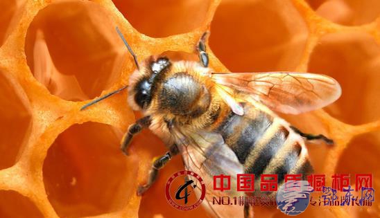 k1体育·(中国)官方网站湖南发现超大蜂窝高清实拍图曝光 揭秘蜂窝是如何“炼成”(图2)