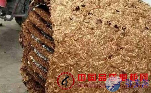 k1体育·(中国)官方网站湖南发现超大蜂窝高清实拍图曝光 揭秘蜂窝是如何“炼成”(图1)