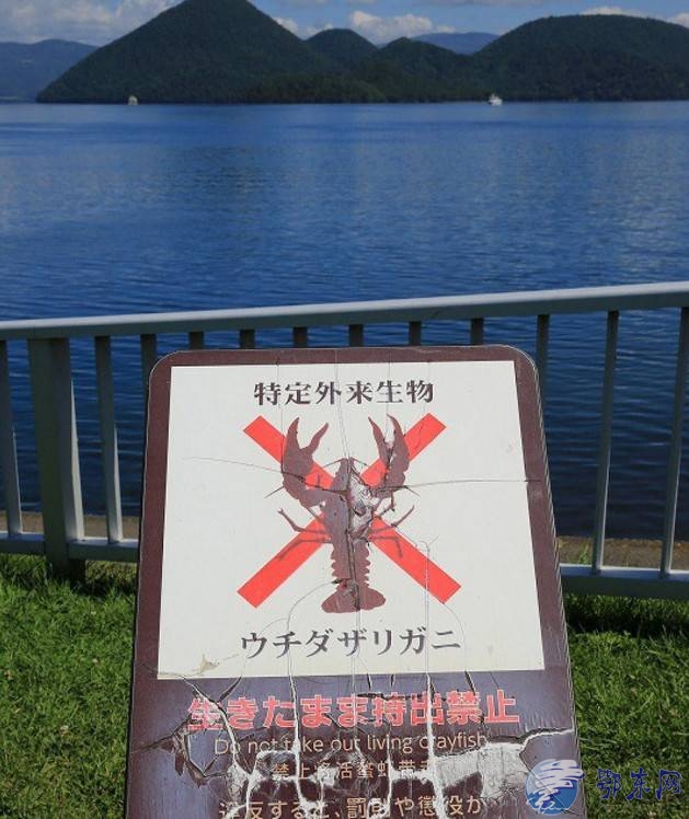 日本湖泊小龙虾泛滥 成祸害