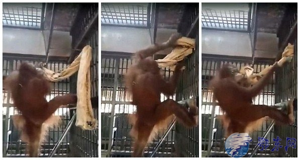 泰国猩猩自制吊床 猩猩成精！