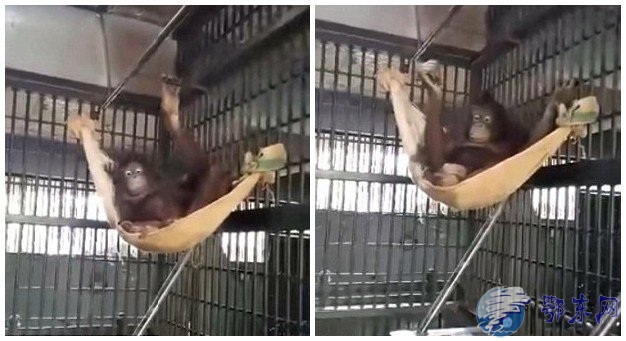 泰国猩猩自制吊床 猩猩成精！
