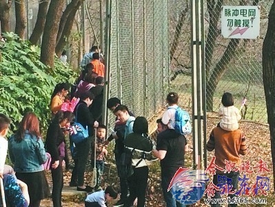 游客无视电网观虎 手直接扶在铁丝网上近距离观虎