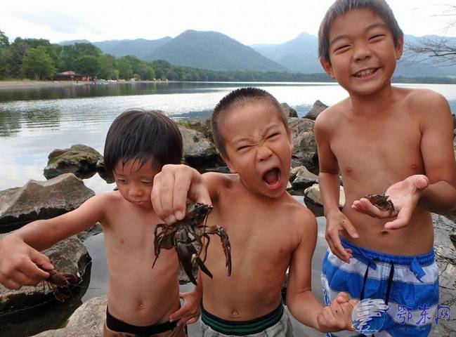 日本湖泊小龙虾泛滥 成祸害