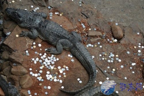 鳄鱼池变许愿池：被扔满硬币鳄鱼表示很无语