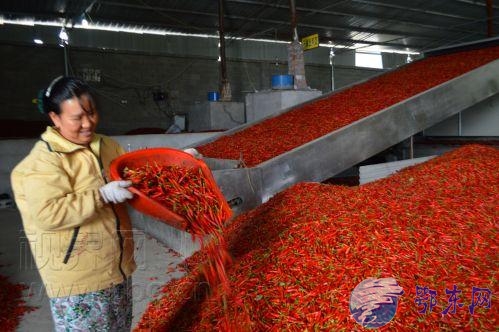 田湾村满山红专业合作社职工正在对辣椒进行分类清理